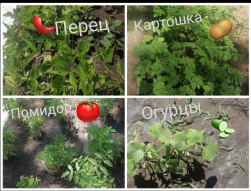 Біздің бақша