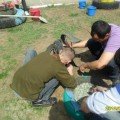 Әкелер де жұмысқа кірісуде.