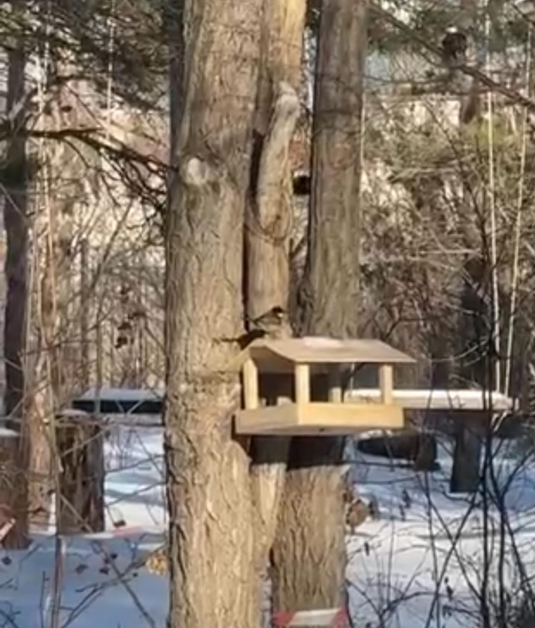«Құс қанатындағы арман»: табиғатқа мейірімділік пен қамқорлық сабағы