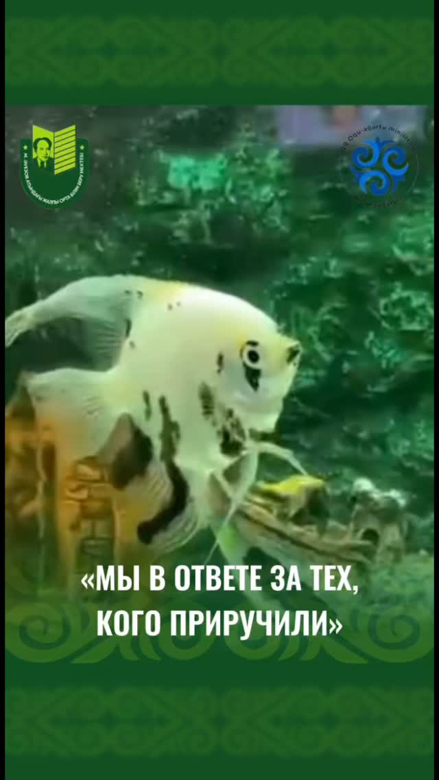 Интыкбаева Сафия, учащаяся 1 В класса школы имени Мухтара Ауэзова города Павлодара участвует в акции «Мы в ответе за тех, кого приручили» в номинации «Животные- наши друзья».