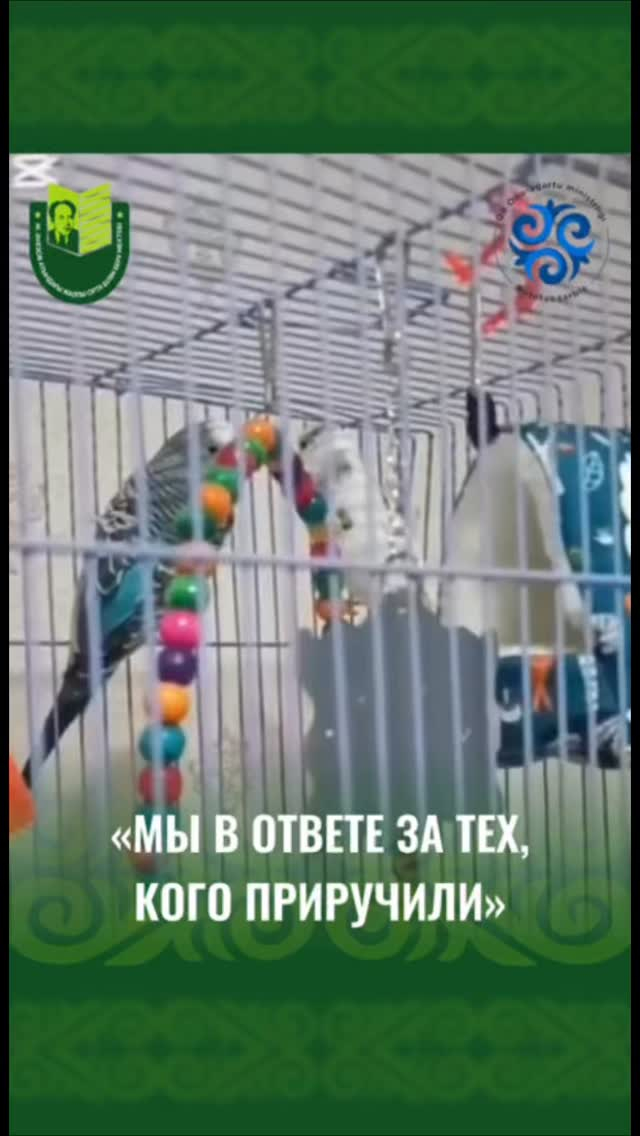 Негуляев Артём Евгеньевич, учащийся 5 И класса школы имени Мухтара Ауэзова города Павлодара, участвует в акции «Мы в ответе за тех, кого приручили» в номинации «Животные – наши друзья».