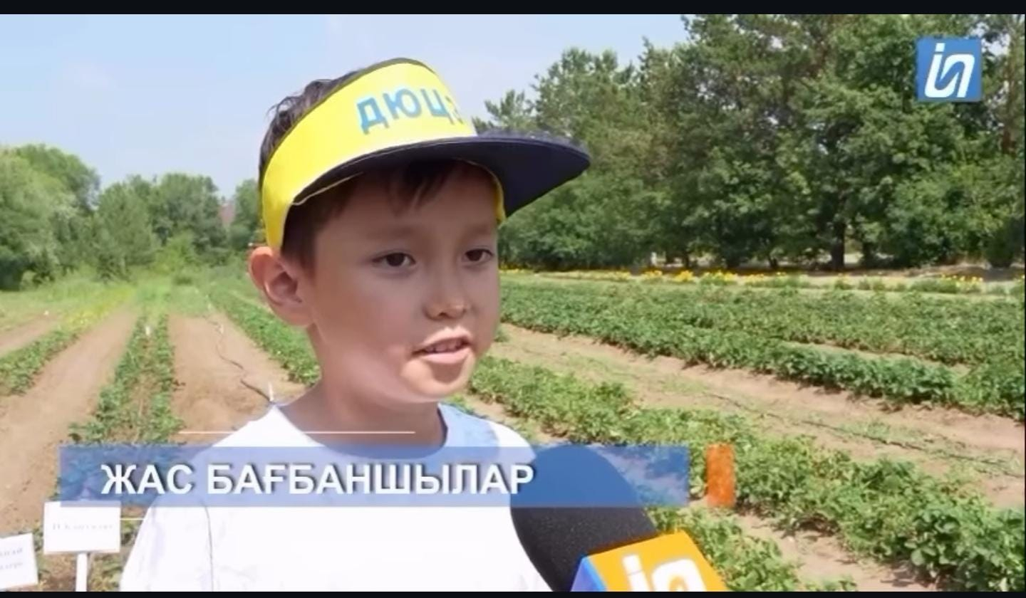 Жас бағбаншылар құлпынайдың өсуі мен өнімділігіне кремний нанобөлшектерінің әсерін зерттеуде.